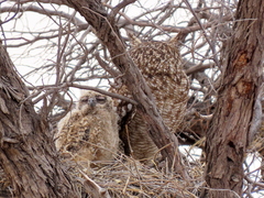 Bubo africanus africanus