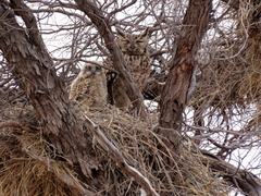 Bubo africanus africanus