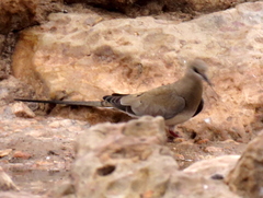 Oena capensis capensis