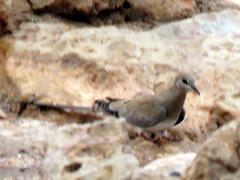 Oena capensis capensis