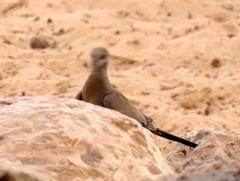Oena capensis capensis
