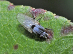 Leucopis bellula