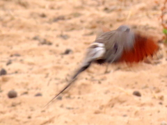Oena capensis capensis