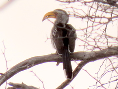 Tockus leucomelas leucomelas