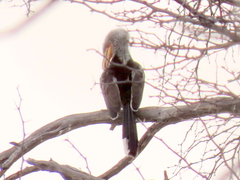 Tockus leucomelas leucomelas