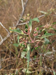 Euphorbia davidii