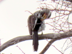 Tockus leucomelas leucomelas