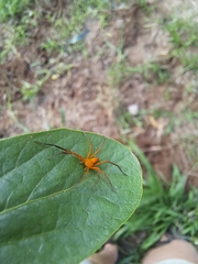 Suemus punctatus