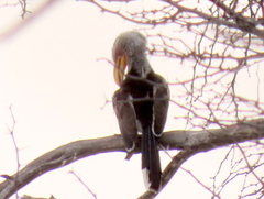 Tockus leucomelas leucomelas
