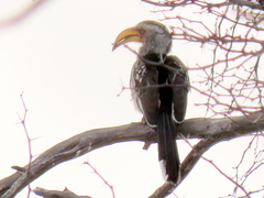 Tockus leucomelas leucomelas