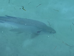 Megalops atlanticus