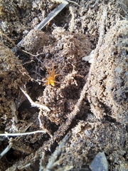 Suemus punctatus