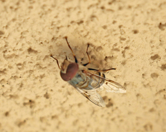 Copestylum isabellina