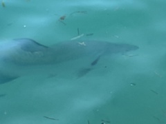 Megalops atlanticus