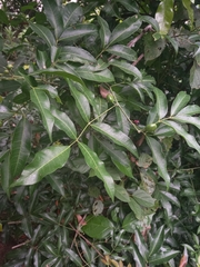 Protium heptaphyllum