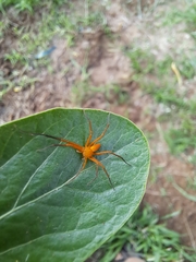 Suemus punctatus