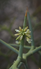 Hualania colletioides