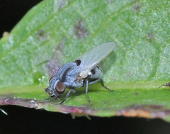 Leucopis bellula
