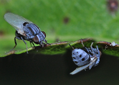 Leucopis bellula