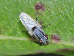 Leucopis bellula