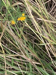 Euthamia gymnospermoides