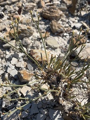 Eriogonum ephedroides