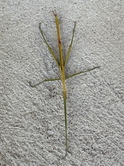 Didymuria violescens