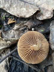 Tubaria furfuracea