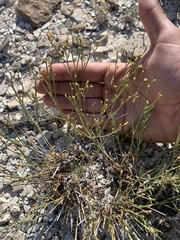 Eriogonum ephedroides