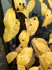 Prunus
