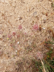 Trifolium stellatum