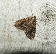 Pseudocoremia productata