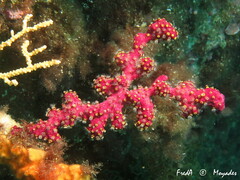 Alcyonium coralloides