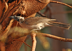 Philemon argenticeps