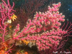 Alcyonium coralloides