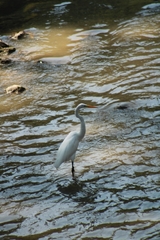 Ardea alba