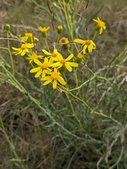 Senecio spartioides