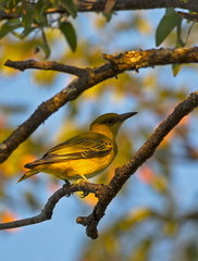 Oriolus auratus
