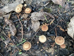 Tubaria furfuracea