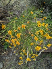 Sidneya tenuifolia
