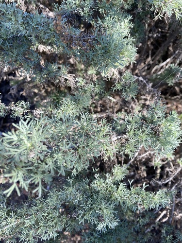 iNaturalist observation photo of California sagebrush