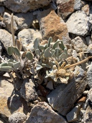 Chamaechaenactis scaposa