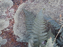 Myriopteris lindheimeri