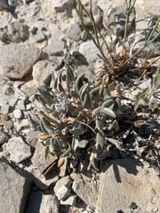 Chamaechaenactis scaposa