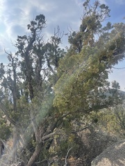 Juniperus monosperma