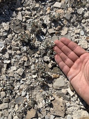 Chamaechaenactis scaposa