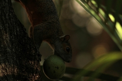 Sciurus aureogaster