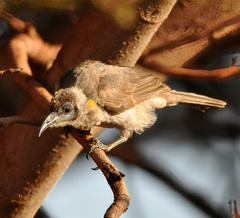 Philemon citreogularis