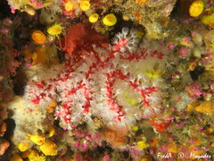Corallium rubrum