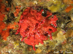 Corallium rubrum